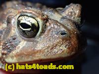 /home//u458753944/public_html/sourcegallery//Roxborough Toad Detour/2013-2019/2017/P4050675.JPG